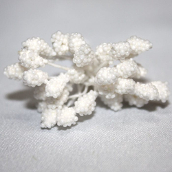 Blütenstand / Staubblätter weiß 75 Stück