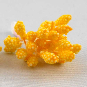 Blütenstand / Staubblätter gelb 75 Stück